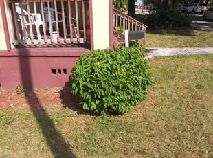 Dorothy M.'s Bush Trimming service result