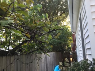 Stephen M.'s Bush Trimming service result
