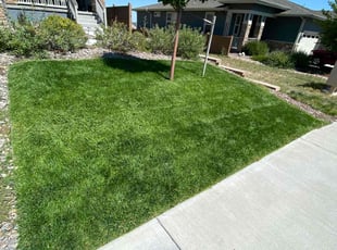 David S.'s lawn service service result