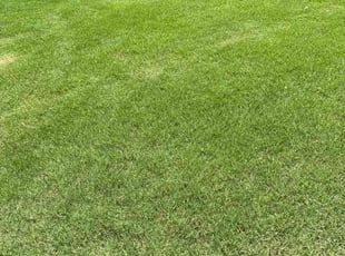 Jack B.'s grass maintenance service result