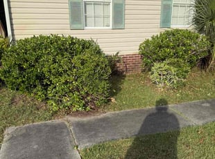 Michael W.'s Bush Trimming service result