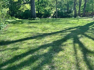 Yvette H.'s turf care service result