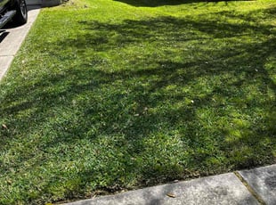 Rajashekhar R.'s Leaf Removal service result