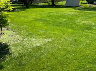 Joe P.'s lawn maintenance service result
