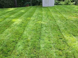 Reginald O.'s grass maintenance service result