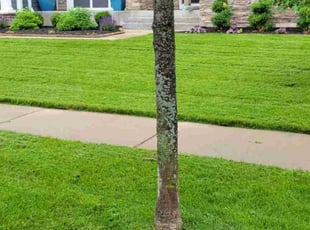 Lynda T.'s lawn maintenance service result