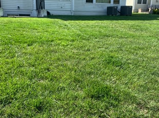 Emma S.'s grass cutting service result