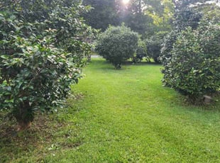 Hannah L.'s lawn service service result