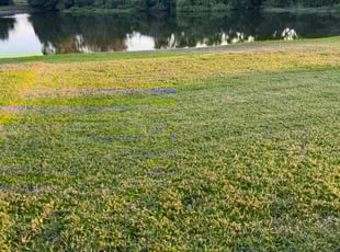 Brad R.'s turf care service result
