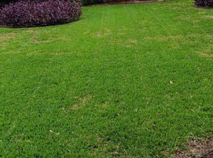Monet L.'s lawn service service result