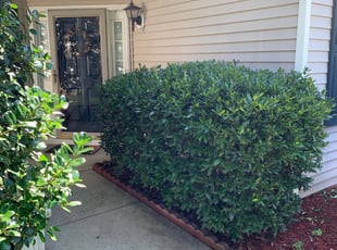 Brandon M.'s Bush Trimming service result
