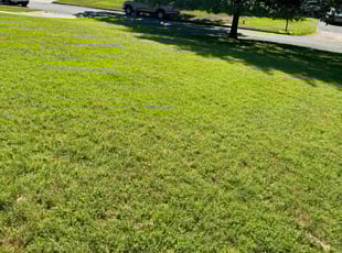 Judy A.'s grass maintenance service result