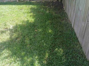 Saffie G.'s lawn care services service result