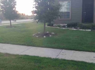 Chris G.'s lawn maintenance service result