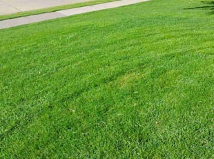 Neko E.'s residential landscaping service result