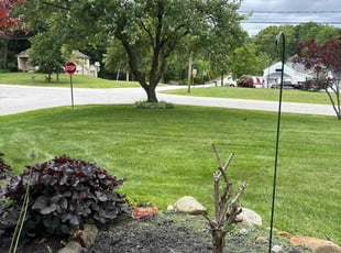 Jamie H.'s grass maintenance service result