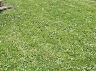 Benjamin F.'s lawn care service result