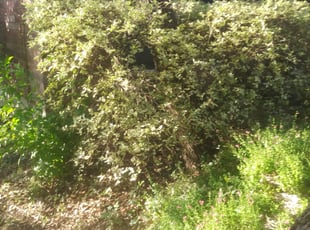 Louis M.'s Bush Trimming service result