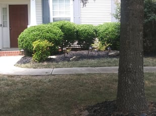 Cheryl W.'s Bush Trimming service result