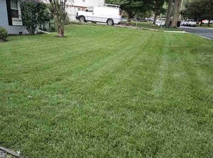Billie W.'s turf care service result