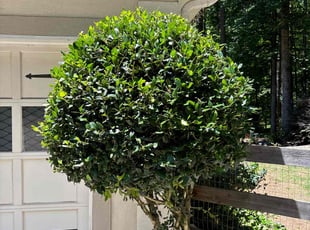 Clastreldza P.'s Bush Trimming service result