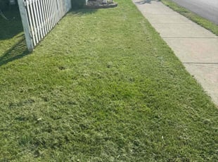 Alfredo C.'s grass cutting service result