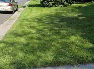 Arlinda W.'s lawn care services service result