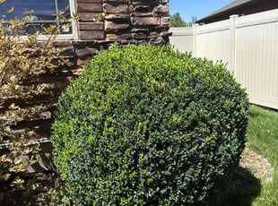 Rhonda T.'s Tree Trimming service result