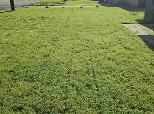 Tim W.'s turf care service result