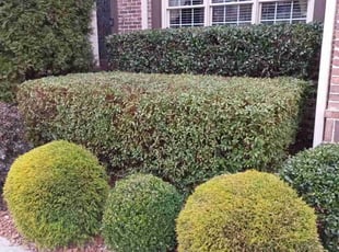 Sherry B.'s Bush Trimming service result