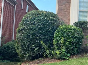 Norbert B.'s Bush Trimming service result