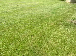 Kathy J.'s turf care service result