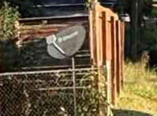 Megan M.'s Bush Trimming service result