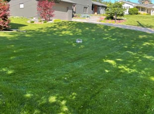 Syedzainul H.'s turf care service result