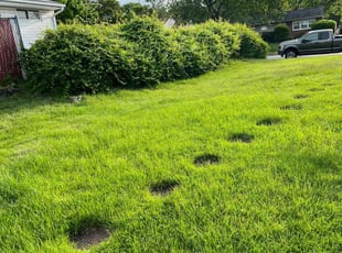Gina P.'s Bush Trimming service result