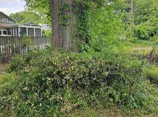 Stormy M.'s Bush Trimming service result