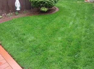 Carol P.'s lawn care service result