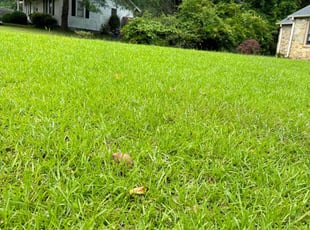 William H.'s lawn care service result