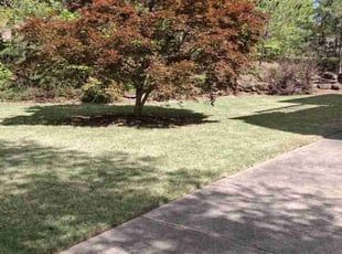 Jean H.'s lawn care service result