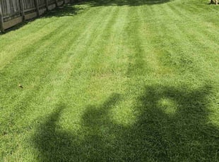 Vanessa A.'s lawn care service result