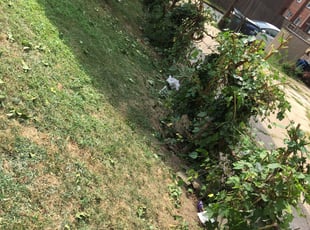 Cory P.'s Bush Trimming service result