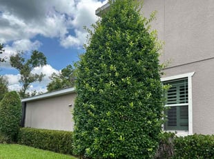 Dietmar M.'s Bush Trimming service result