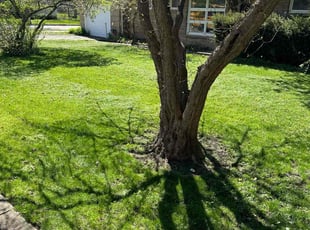 Gloria D.'s lawn service service result