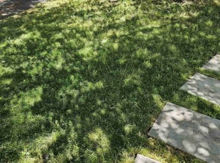 Kurt L.'s grass cutting service result