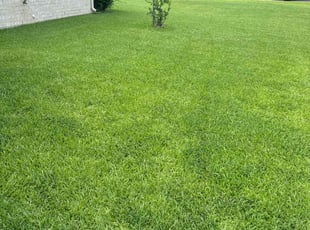 "Cheryl M.'s grass maintenance service result