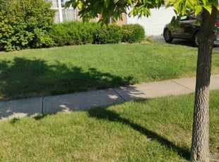 Priscilla S.'s turf maintenance service result