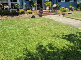 Christy E.'s turf care service result