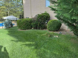 Jolene H.'s Bush Trimming service result