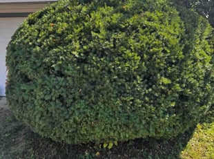 Curtis W.'s Bush Trimming service result