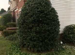 Dylan R.'s Bush Trimming service result
